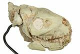 Fossil Oreodont (Merycoidodon) Skull On Metal Stand - Nebraska #192059-2